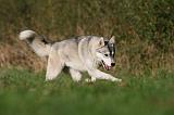 SIBERIAN HUSKY 799